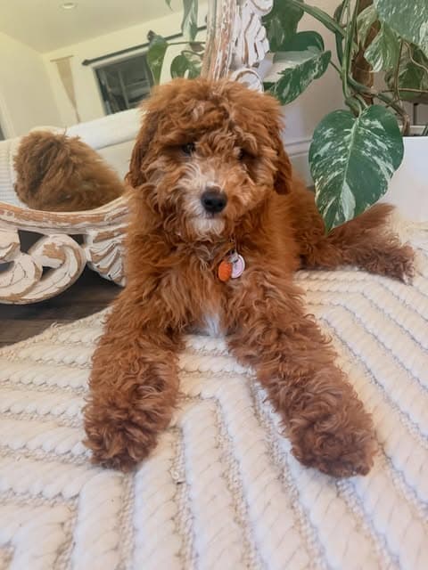 Red Goldendoodle puppy lying on a rug in our living room