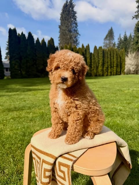 Red Petite & Miniature Goldendoodle puppy posing on a stool in the yard