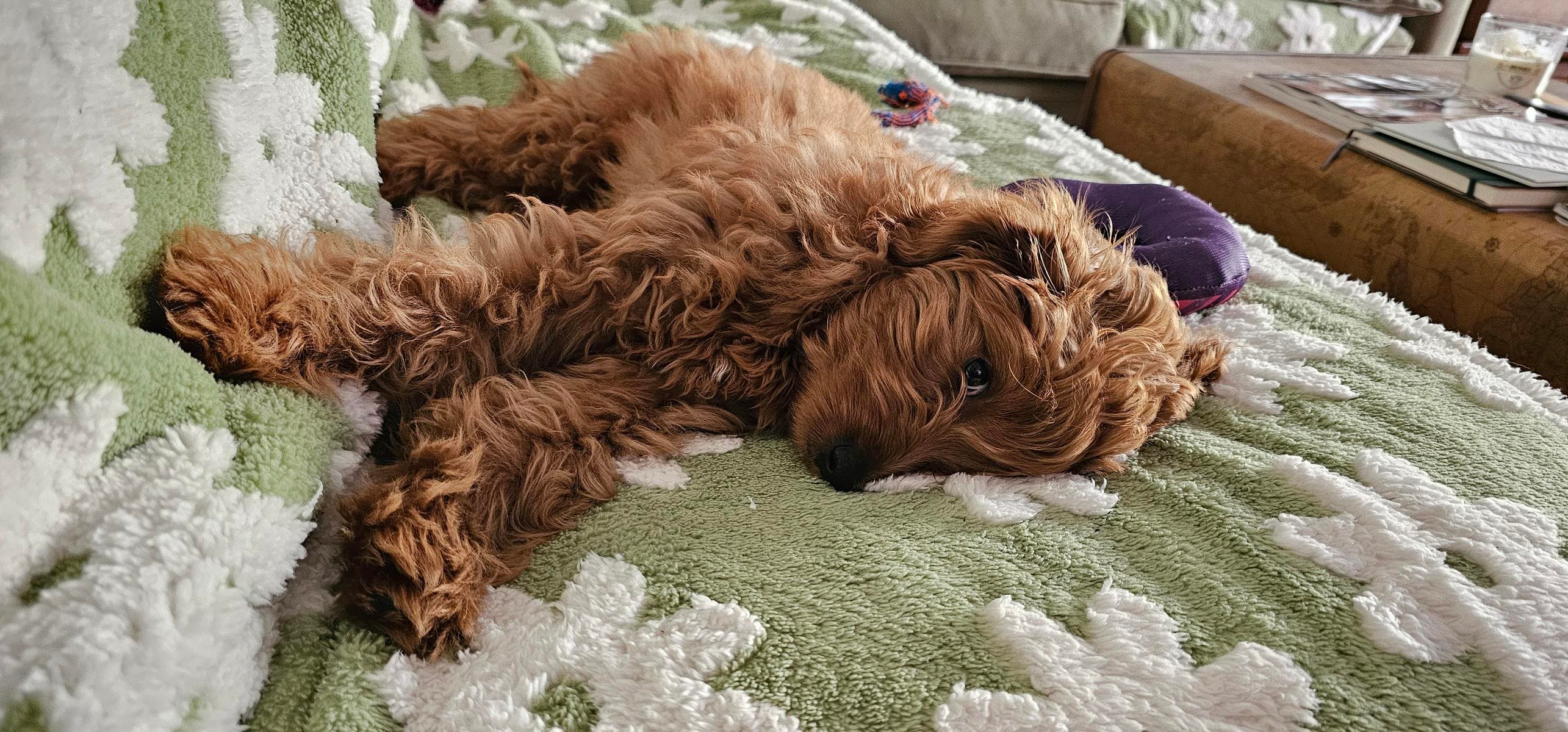 Goldendoodle puppy relaxing on a cozy blanket at home