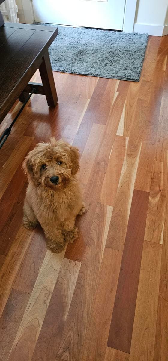 Past Goldendoodle puppy sitting by the front door in their new home