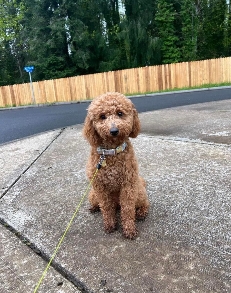 Grown Petite & Miniature Goldendoodle sitting nicely on a neighborhood walk