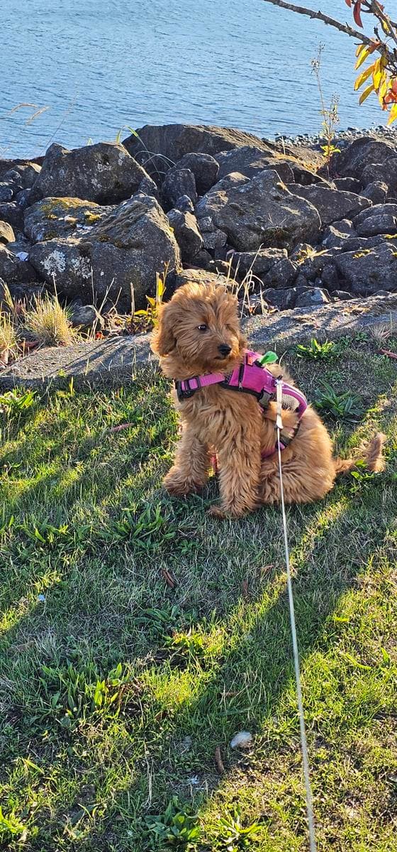 Goldendoodle puppy in a pink harness exploring the waterfront